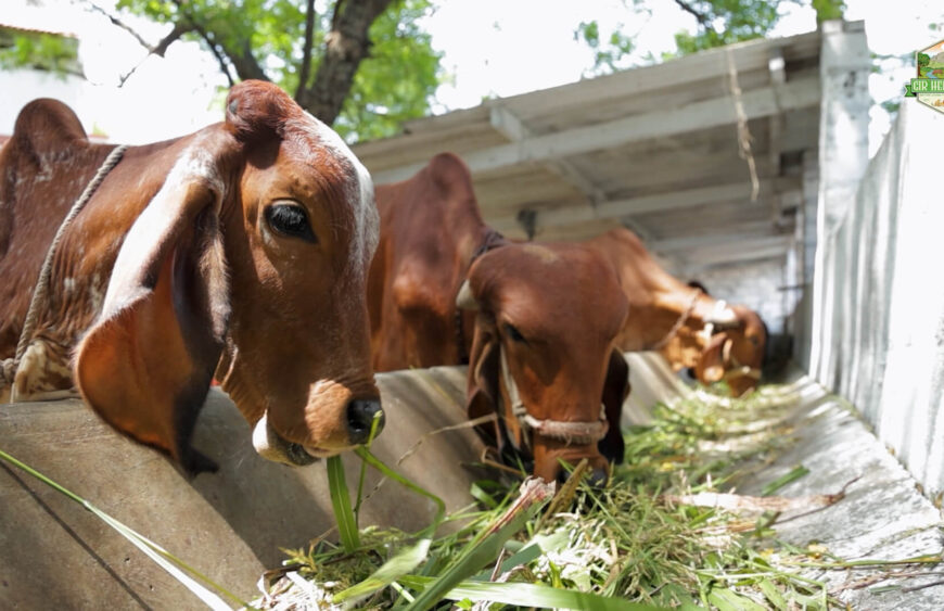 Gir Cow Ghee